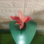 Aglaonema Red