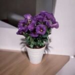 Lisianthus (Eustoma grandiflorum/ Prairie Gentian) Dwarf Variety Blue Color Live Plant