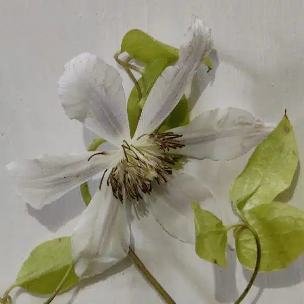 Clematis White - Image 5
