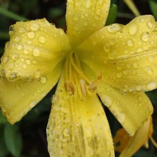 Hemerocallis (Day Lily) Dwarf Yellow Color - Image 5