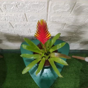 Bromeliad Vriesea ‘Carinata’
