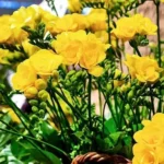 Freesia Refracta Double Bloom (Yellow)