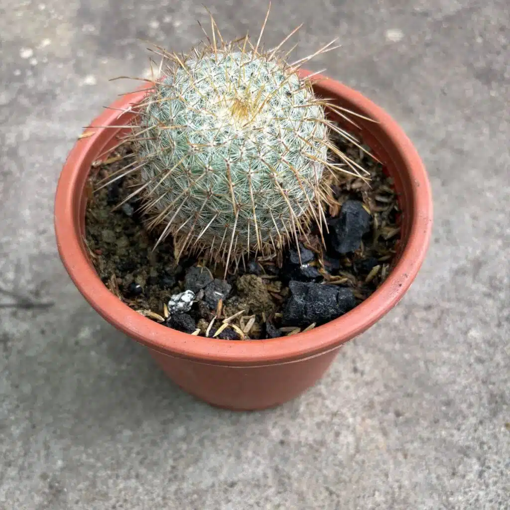 Mammillaria celsiana longispina - PlantsHub
