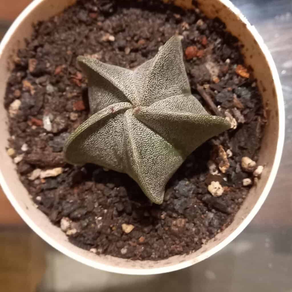 Image #1 from Mahua Biswas