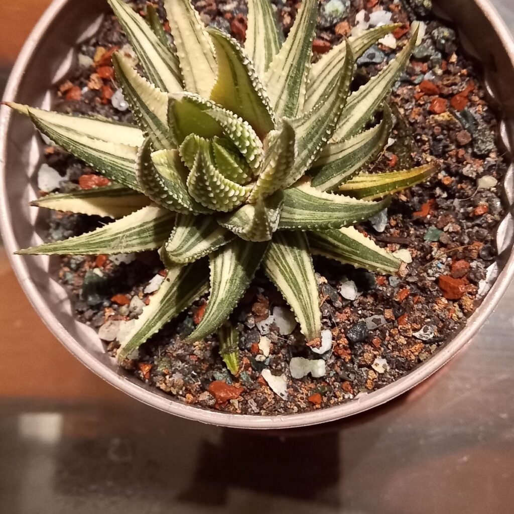 Image #4 from Mahua Biswas