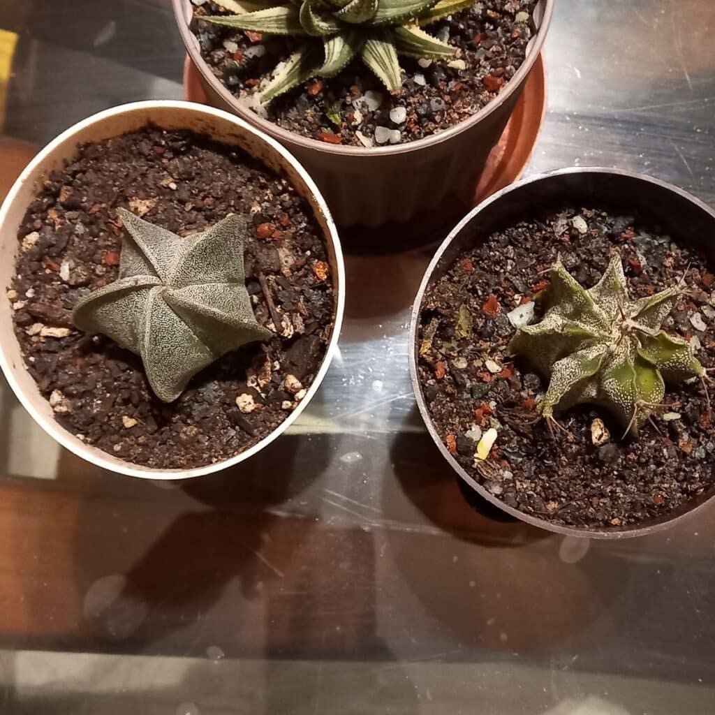 Image #3 from Mahua Biswas