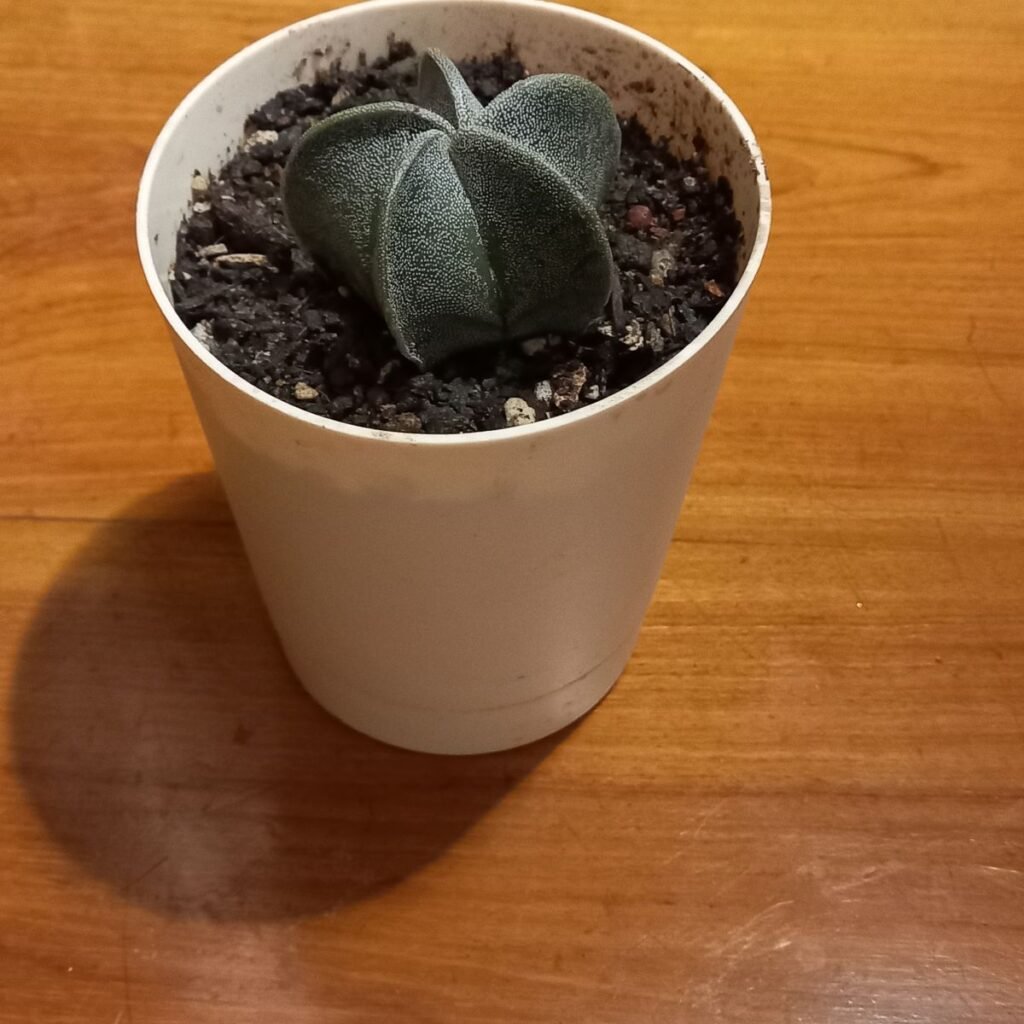 Image #2 from Mahua Biswas