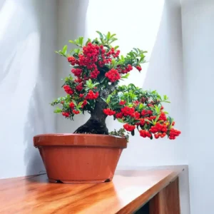 Pyracantha Red