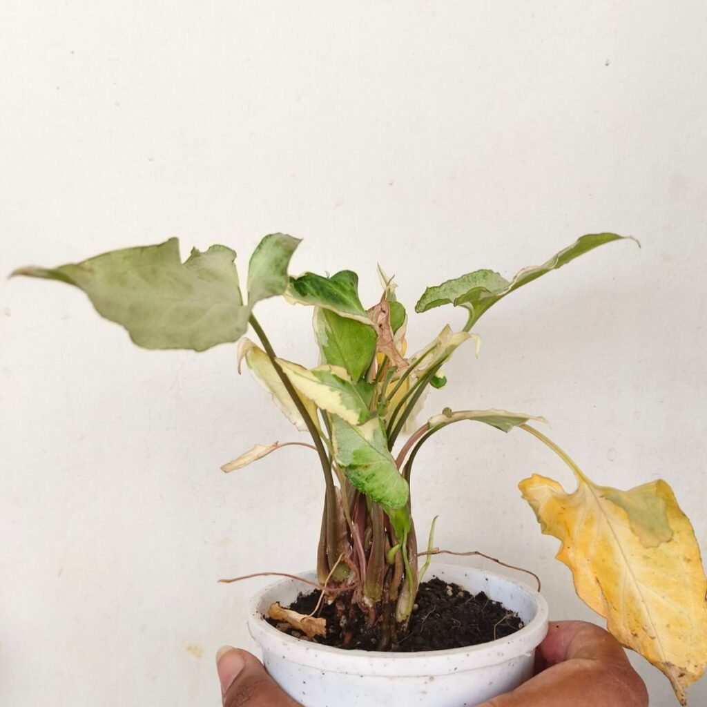 Image #2 from NIRUPAMA SINGH