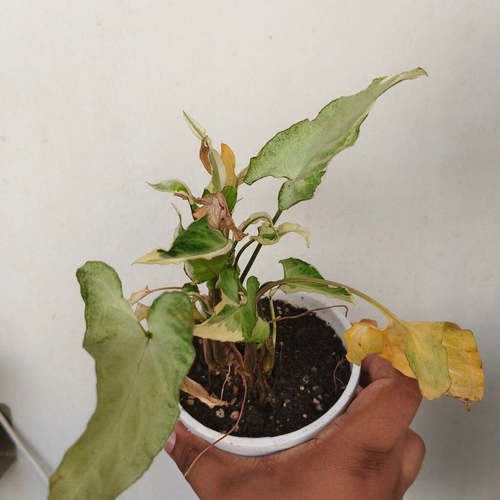 Image #1 from NIRUPAMA SINGH