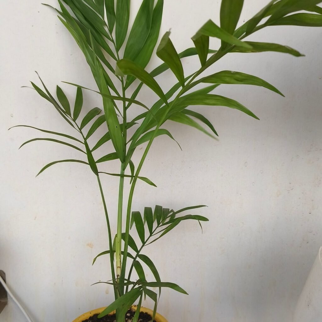 Image #1 from NIRUPAMA SINGH