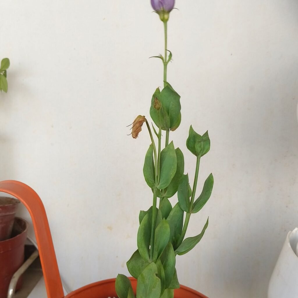 Image #1 from NIRUPAMA SINGH