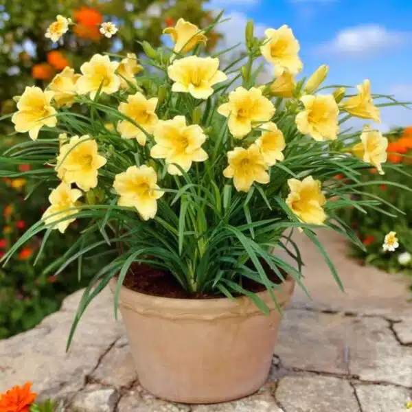 Hemerocallis (Day Lily) Dwarf Yellow Color - Image 9