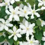Clematis White