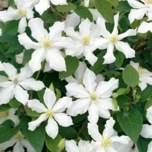 Clematis White