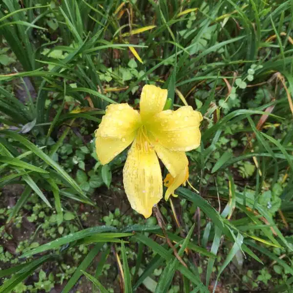 Hemerocallis (Day Lily) Dwarf Yellow Color - Image 3