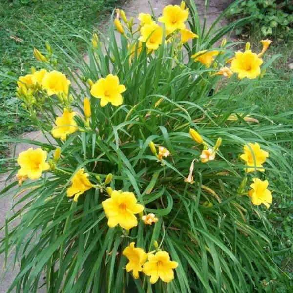 Hemerocallis (Day Lily) Dwarf Yellow Color - Image 8