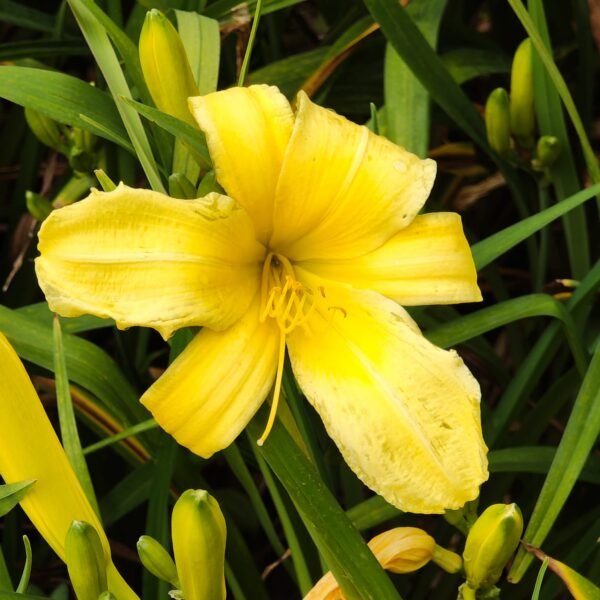 Hemerocallis (Day Lily) Yellow Dwarf - Image 4
