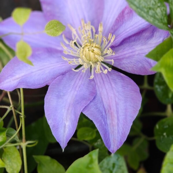Clematis Purple - Image 3