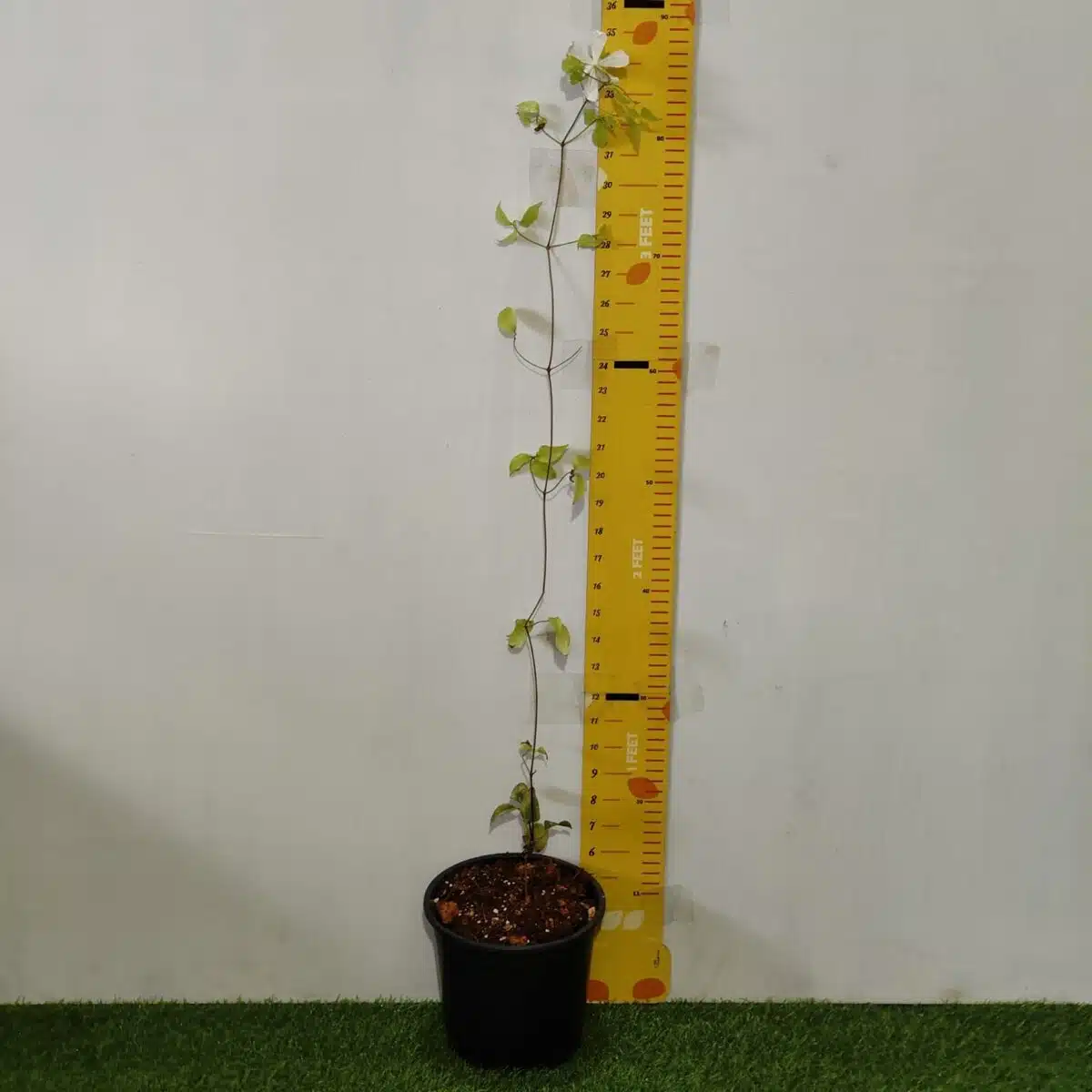 Clematis White - Image 2