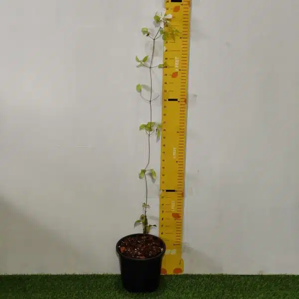 Clematis White - Image 2