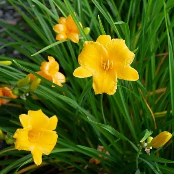 Hemerocallis (Day Lily) Dwarf Yellow Color - Image 7