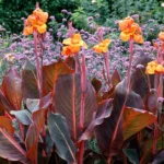Canna Tropicanna (Canna x.)