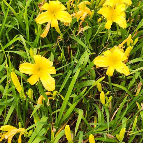 Hemerocallis (Day Lily) Yellow Dwarf - Image 3