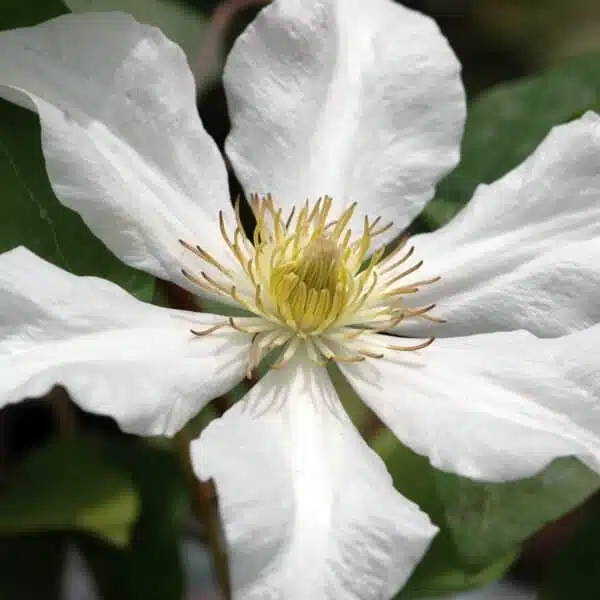 Clematis White - Image 6