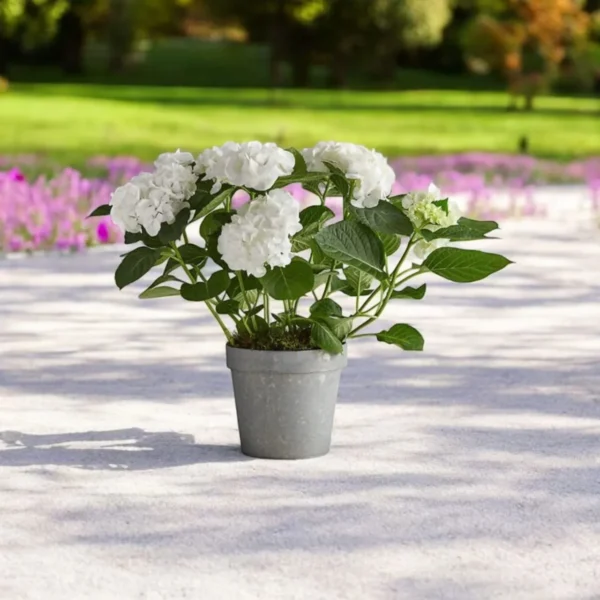 Hydrangea Macrophylla Hybird (Pure White) Plant