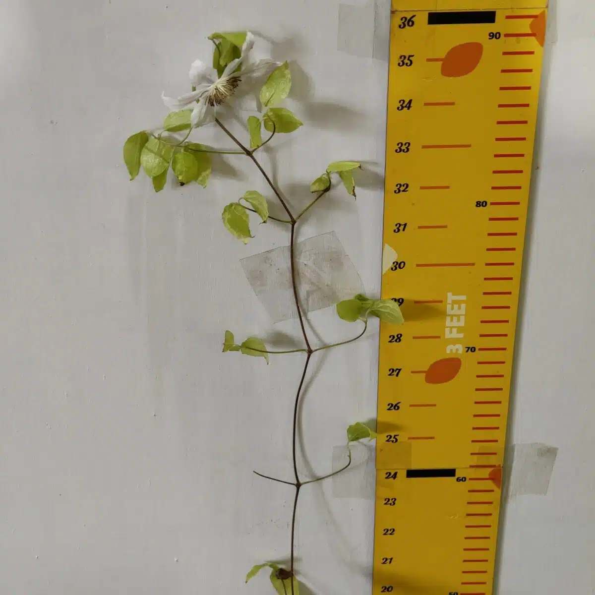 Clematis White - Image 3