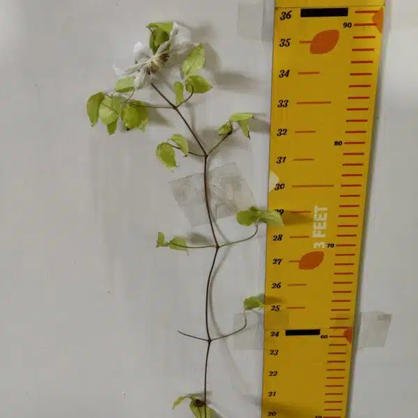 Clematis White - Image 3