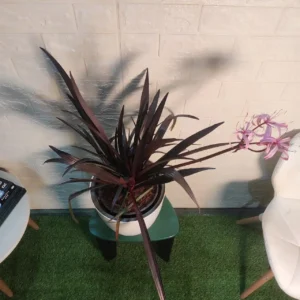 Crinum ‘Menehune’ (Wine Time)