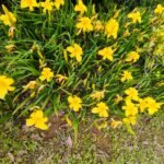 Hemerocallis (Day Lily) Yellow Dwarf