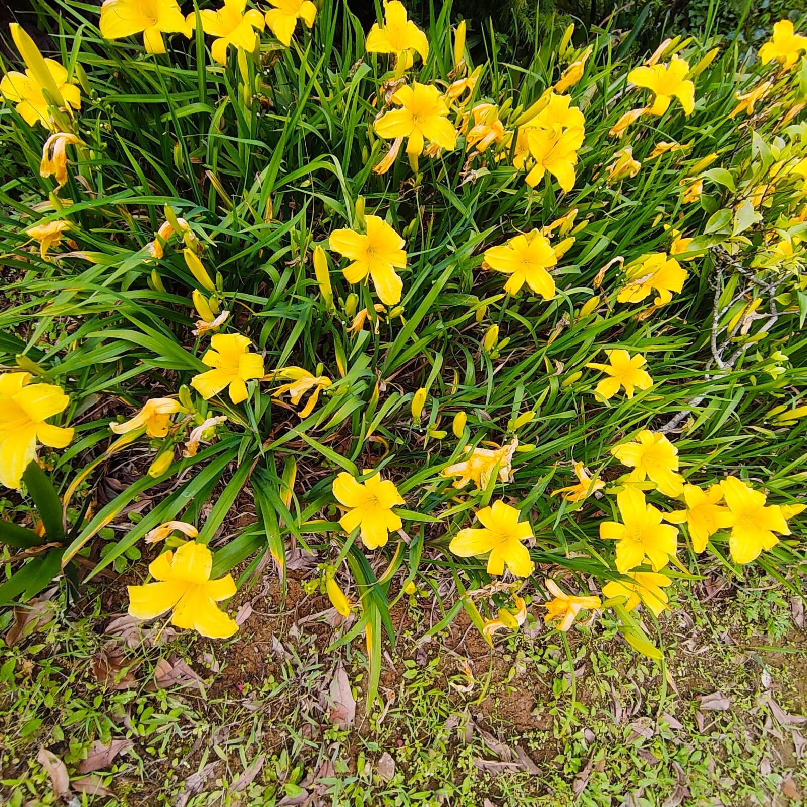 afd88e38-b96d-4170-8efb-073ba226e883 Hemerocallis (Day Lily) Yellow Dwarf - Image 1