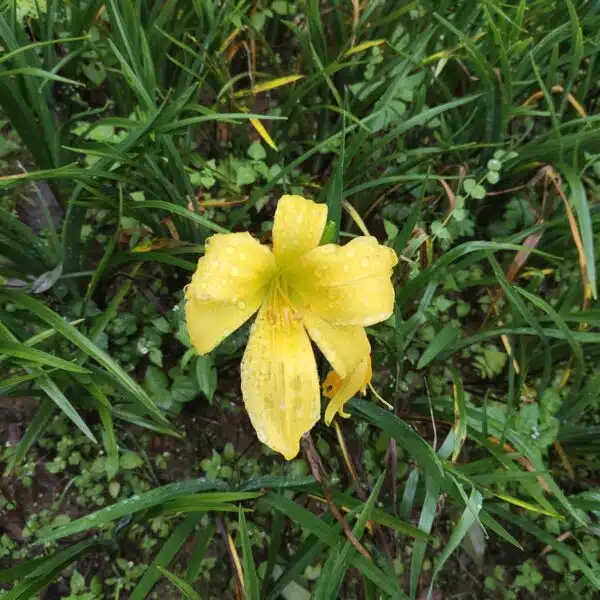 Hemerocallis (Day Lily) Dwarf Yellow Color - Image 2