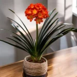 Clivia Miniata Orange (Big petal flower)