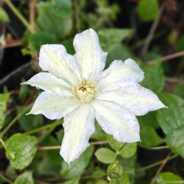 Clematis White - Image 7