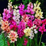 Ixia flower bulb (Random color)