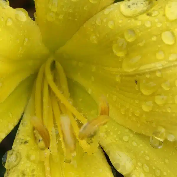 Hemerocallis (Day Lily) Dwarf Yellow Color - Image 6