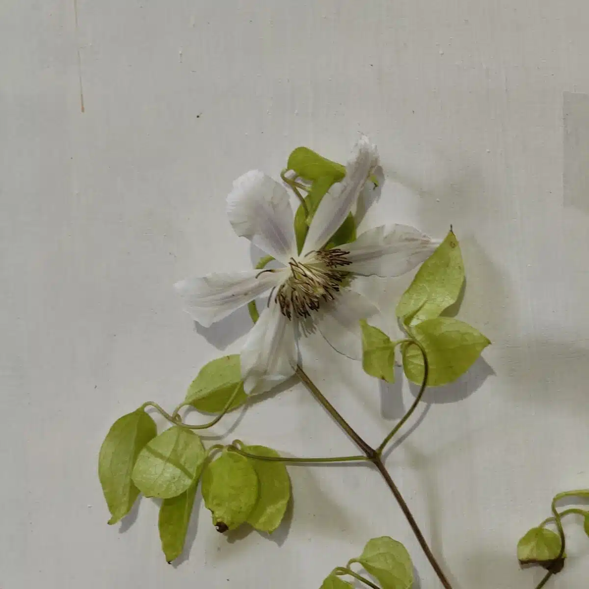 Clematis White - Image 4
