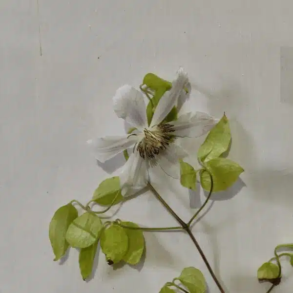 Clematis White - Image 4