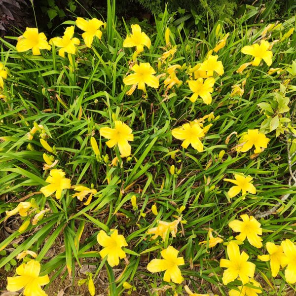 Hemerocallis (Day Lily) Yellow Dwarf - Image 2