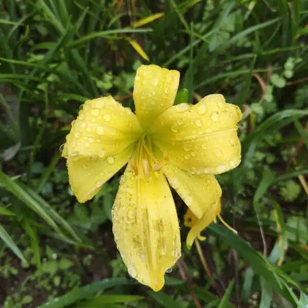 Hemerocallis (Day Lily) Dwarf Yellow Color - Image 4