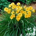 Hemerocallis (Day Lily) Yellow Color