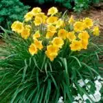 Hemerocallis (Day Lily) Dwarf Yellow Color