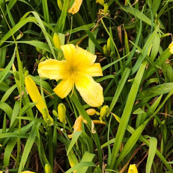 Hemerocallis (Day Lily) Yellow Dwarf - Image 5