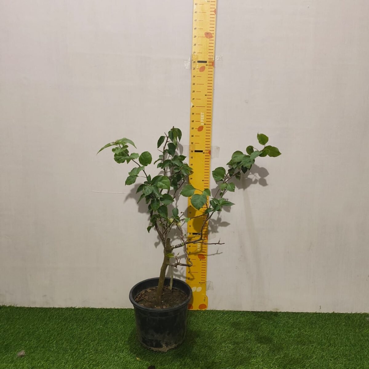 Bougainvillea Multicolor Grafted Plant (4-5Colors) - Image 8