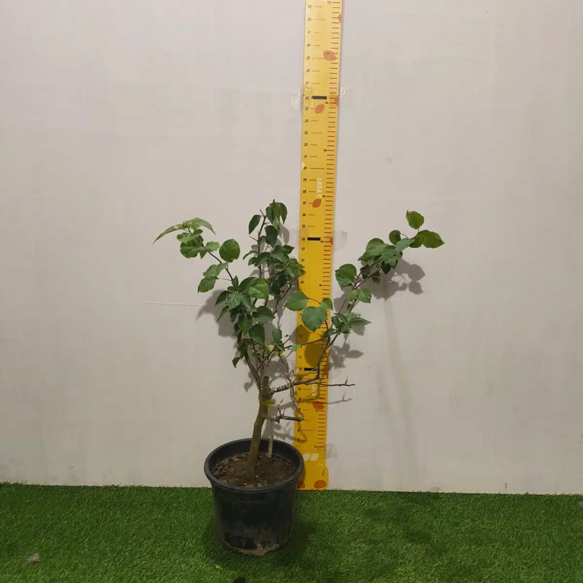 Bougainvillea (Paperflower) Multicolor Grafted Plant (4-5Colors) - Image 8