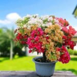 Bougainvillea Multicolor Grafted Plant (4-5Colors)